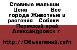 Славные малыши! › Цена ­ 10 000 - Все города Животные и растения » Собаки   . Пермский край,Александровск г.